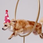 Chihuahua tricks, jumping through hoops with celebratory hat