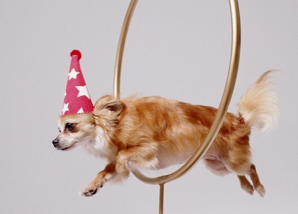 Chihuahua tricks, jumping through hoops with celebratory hat