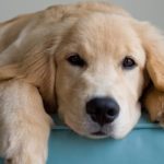 golden retriever puppy waiting for a great name