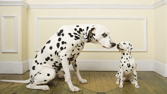 dalmatian dog touches noses with dalmatian puppy