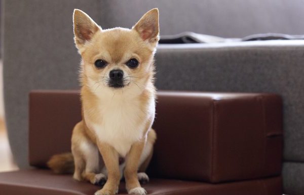 chihuahua dog wants to know the best chihuahua names