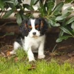 cavalier king charles spaniel puppy in the grass who needs the best name