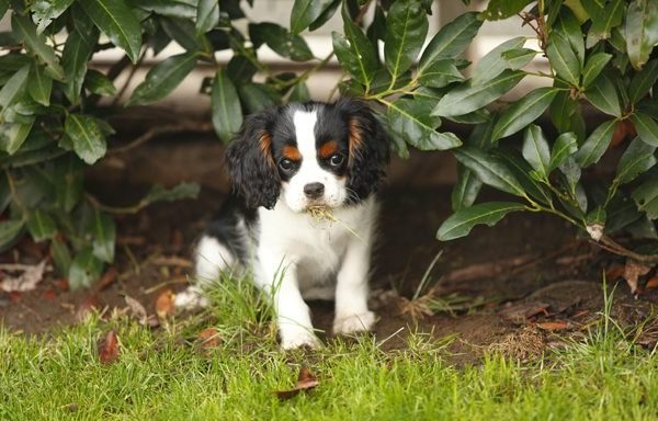 cavalier king charles spaniel puppy in the grass who needs the best name