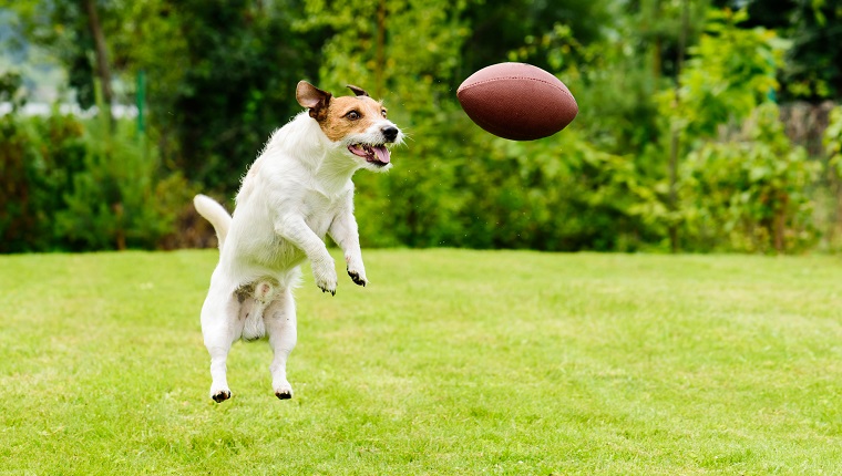 Hundefangender Rugbyball am Hinterhof