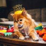 Dog New Years Eve