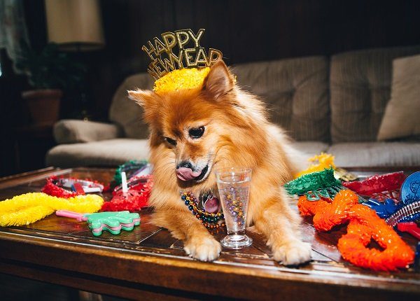 Dog New Years Eve