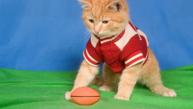 Ein Kätzchen, das eine Lettermanjacke trägt, sitzt nahe bei Fußball auf grünem und blauem Hintergrund.
