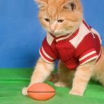 A kitten wearing a letterman jacket sits next to football on green and blue background.