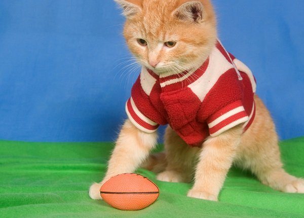 A kitten wearing a letterman jacket sits next to football on green and blue background.