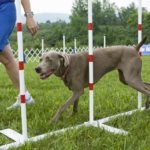 Weimaraner dog walking through weave poles with owner beside during dog training class.