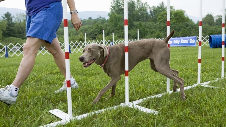 Weimaraner Hund, der durch Webpfosten mit Inhaber dazu während des Hundetrainingkurses geht.