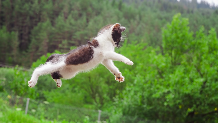 nette Katze, die in die Natur fliegt und springt. Nahansicht