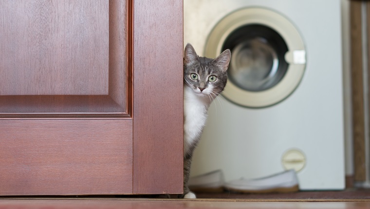 Porträt von Cat Sitting By Door gegen Waschmaschine