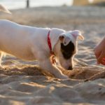 Jack russell digging in sand
