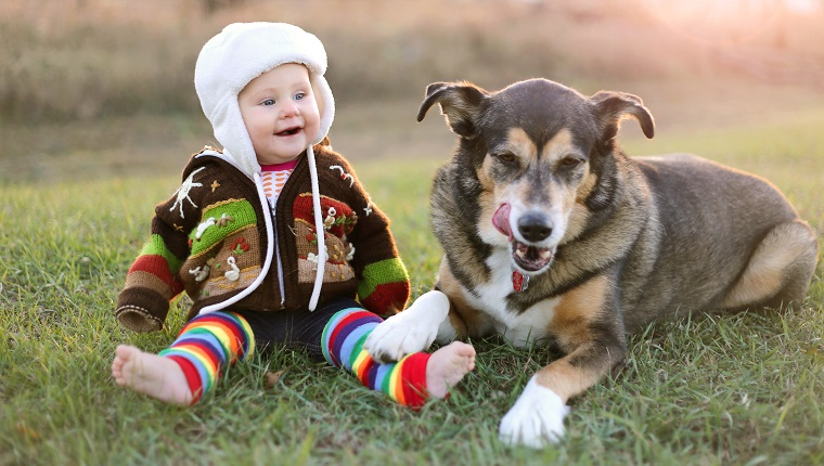 Ein entzückendes 8-monatiges Baby wird in einer Strickjacke zusammengerollt und trägt einen Winterohrenklappenhut, der ihrem Haustier-Schäferhundhund liebevoll betrachtet, während sie an einem kalten Falltag draußen sitzen und lachen.