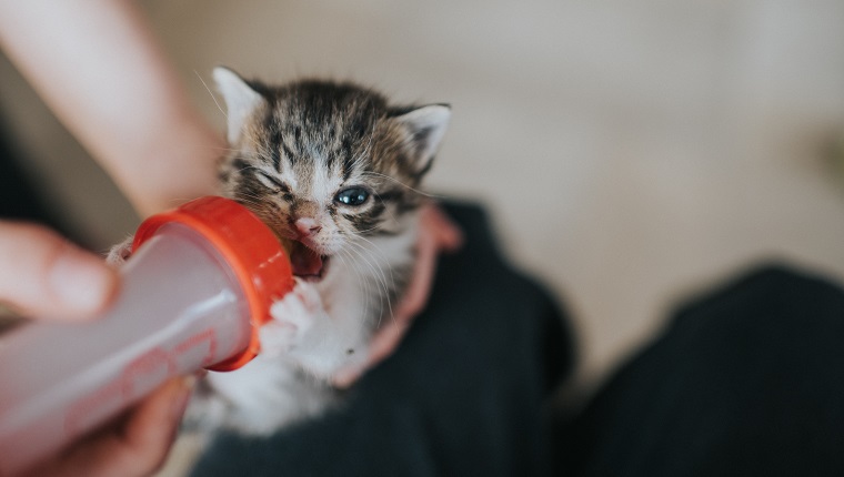 Ein kleines Kätzchen, das mit der Flasche gefüttert wird.