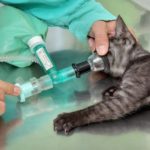 Animal surgery, cat with anesthesia breathing circuit set, ready for surgery