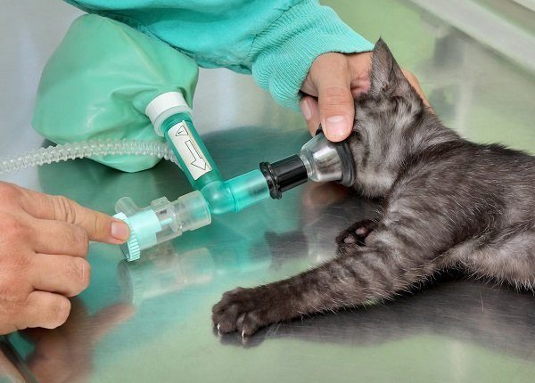 Animal surgery, cat with anesthesia breathing circuit set, ready for surgery