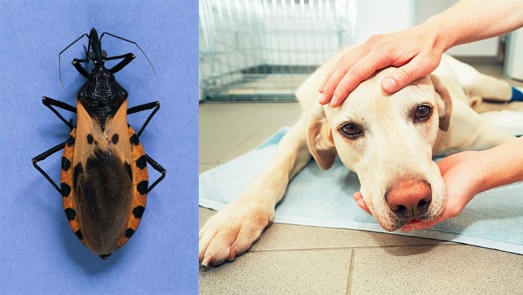 Assassin Bug und kranker Hund