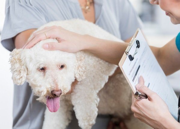An adorable small white dog is held by her unrecognizable owner as she answers intake questions by an unrecognizable vet tech. The vet tech holds a clipboard. She strokes the dog and speaks to her to put her at ease. Cyclosporine for dogs.