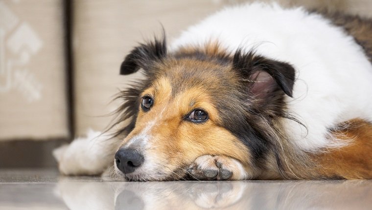 Close-up face of cute sheepdog lying on floor and looking blankly, focus on eyes, Shallow Depth of Field