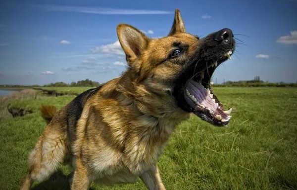 aggression--german shepherd dog barks