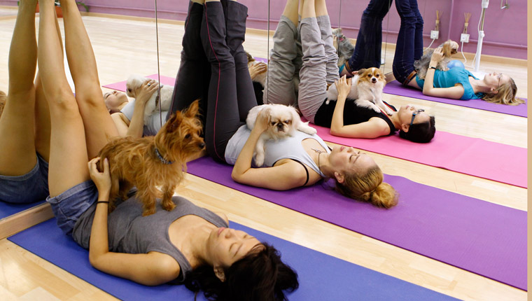 Hunde in Doga Dog Yoga-Sitzung