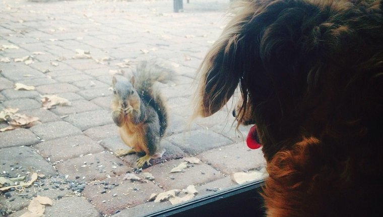 Hund, der Eichhörnchen durch Glasschiebetür am Eichhörnchenanerkennungstag betrachtet