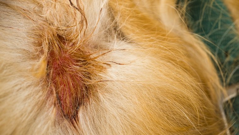 Ein feuchtes Ekzem, auch bekannt als Hot Spots oder Summer Sores, auf der rechten Schulter eines Golden Retrivers direkt hinter ihrem grünen Hundehalsband. Diese nässende, feuchte und rohe Hautstörung wird mit größerer Wahrscheinlichkeit von Bakterien verursacht. Diese Hot Spots können spontan überall auf dem Körper eines Hundes auftreten.