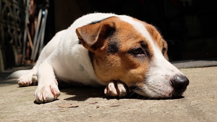 traurig aussehender Hund, hat möglicherweise Hirntumoren