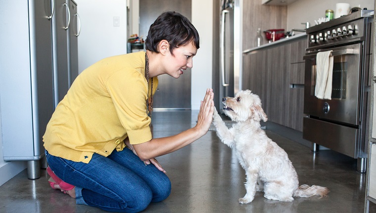 Eine junge Frau kniet nieder, um einem kleinen weißen Hund in der Küche einen High Five zu geben. Bond mit Ihrem Hund für National Train Your Dog Month.