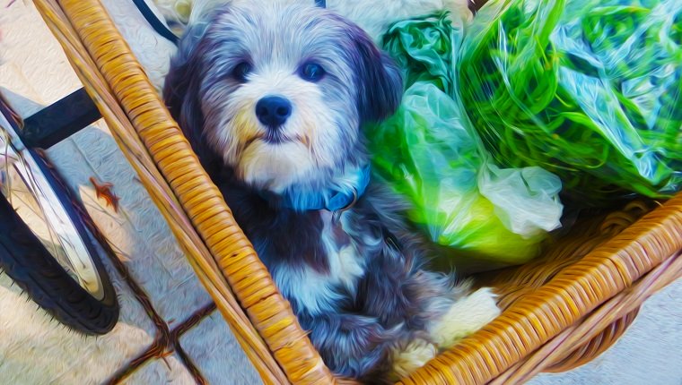 Können Hunde grüne Bohnen essen? Sind grüne Bohnen sicher für Hunde