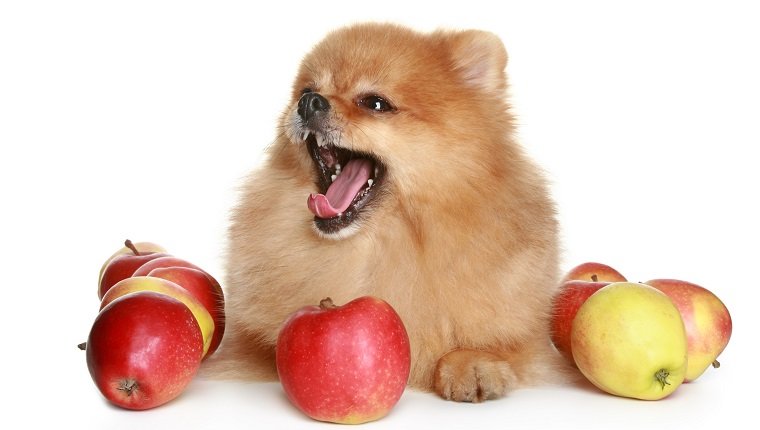 Gähnender Spitzhundewelpe in den saftigen roten Äpfeln auf einem weißen Hintergrund