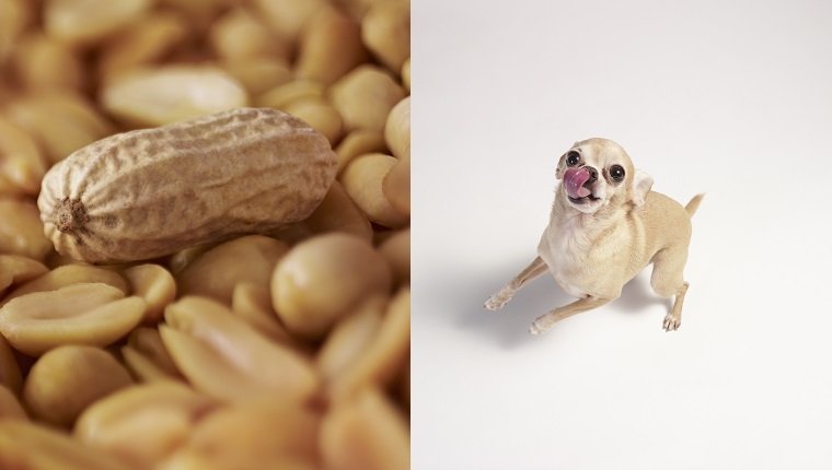 Hund und Erdnüsse
