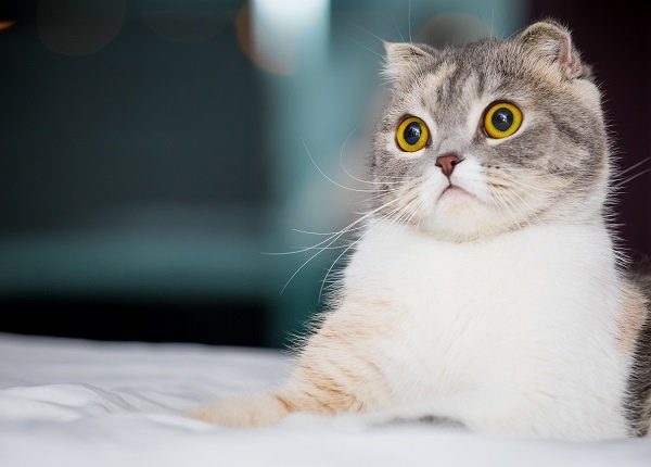 cute and curious Scottish fold cat cat sitting on bed at home