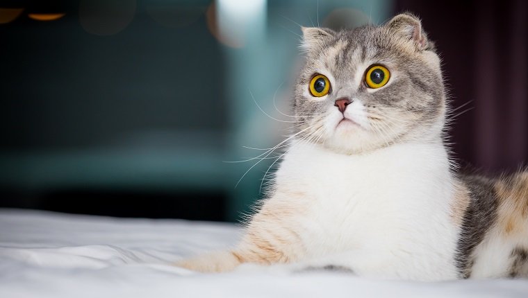 süß und neugierig Scottish Fold Cat Katze sitzt auf dem Bett zu Hause