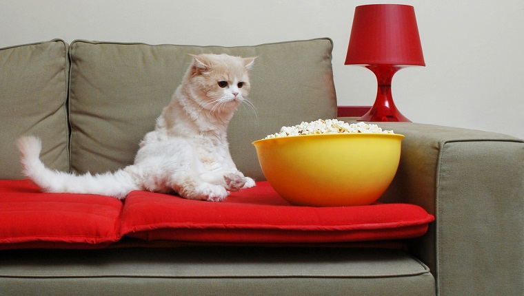 Katze, die das Popcorn schaut