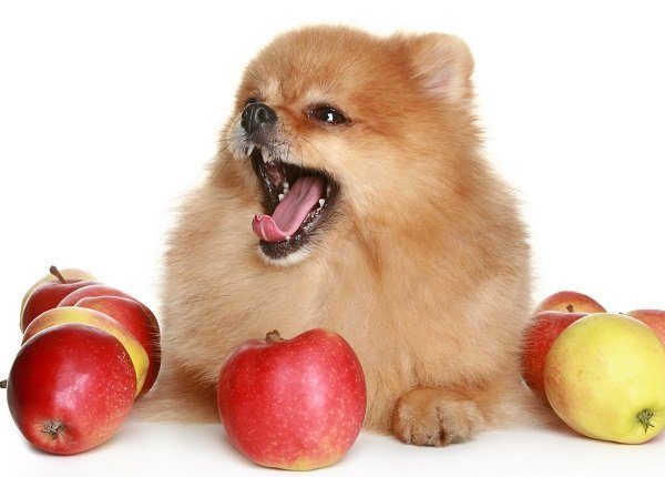 Yawning Spitz dog puppy in juicy red apples on a white background