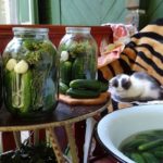 Cat Relaxing On Chair By Jars Of Pickles And Cucumbers