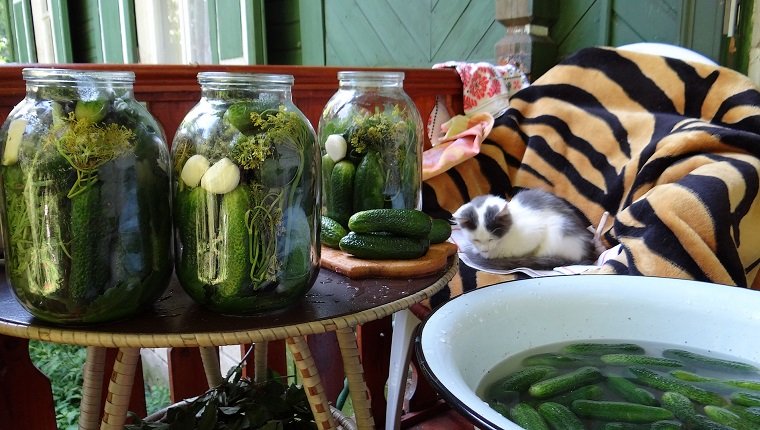 Cat Relaxing On Chair By Jars Of Pickles And Cucumbers