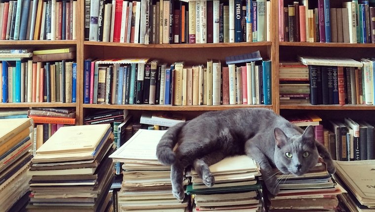 Katze in der Bibliothek mit Büchern