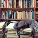 Poetry At Work Day: 4 berühmte Katzengedichte zum Lesen bei der Arbeit