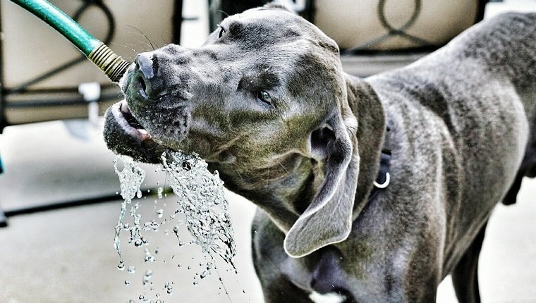 Thirsty Great Dane Drinking Water From Hose