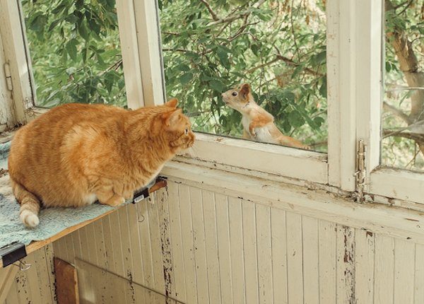 Ginger cat watching squirrel on balcony on Squirrel Appreciation Day
