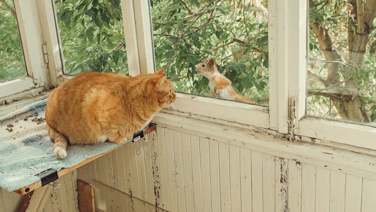 Ginger cat watching squirrel on balcony on Squirrel Appreciation Day