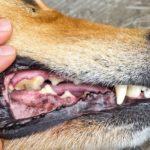 Dog mouth with a cavity in the tooth