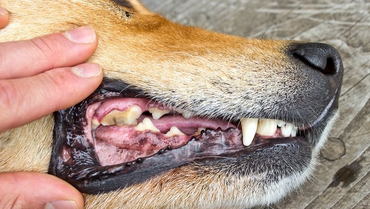 Dog mouth with a cavity in the tooth