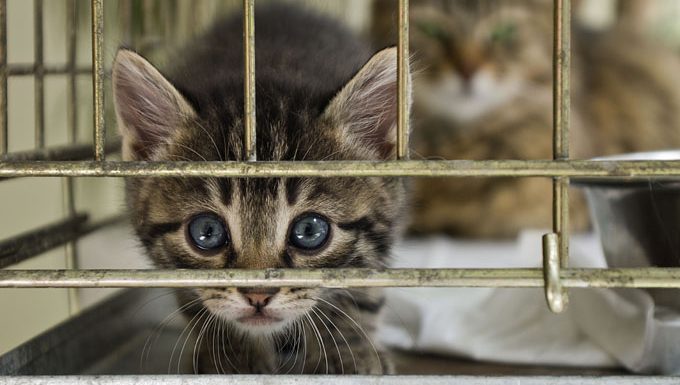 Das Kätzchen aus dem Käfig