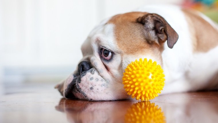 Vergrößerte Prostata bei Hunden Symptome, Ursachen und Behandlungen