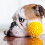 close up dog with plastic ball